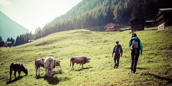 Immagine decorativa per il contenuto Distretto famiglia Val di Sole